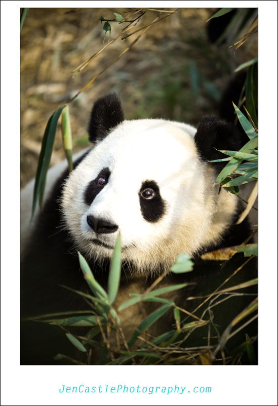 More from China, Chengdu {pandas!}