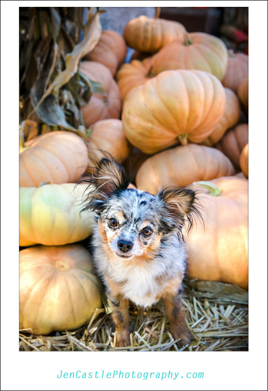 Fall Portraits with the {jcp} family, Pet Photography